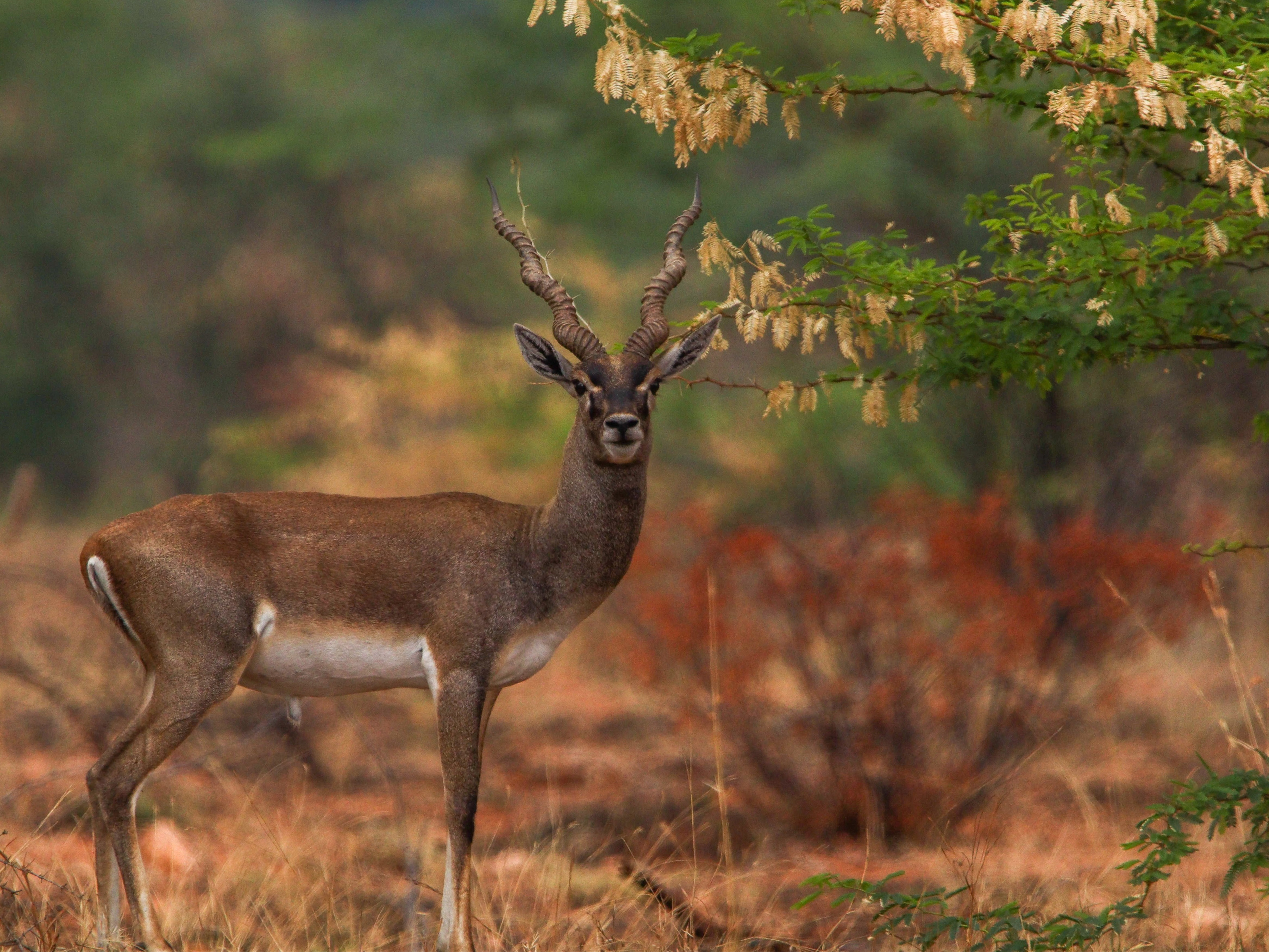 Jayamangali Blackbuck Reserve