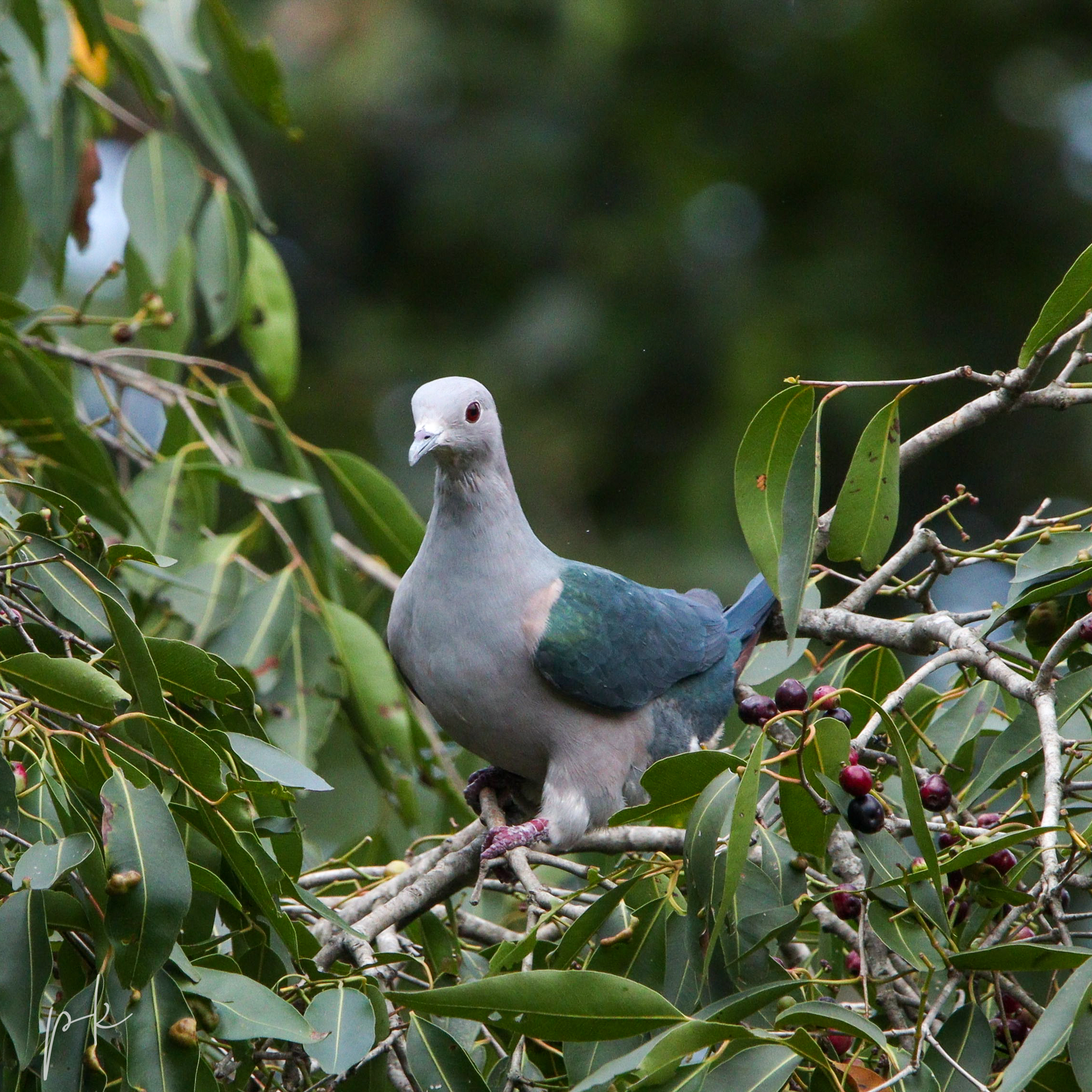 Cauvery Wildlife Sanctuary