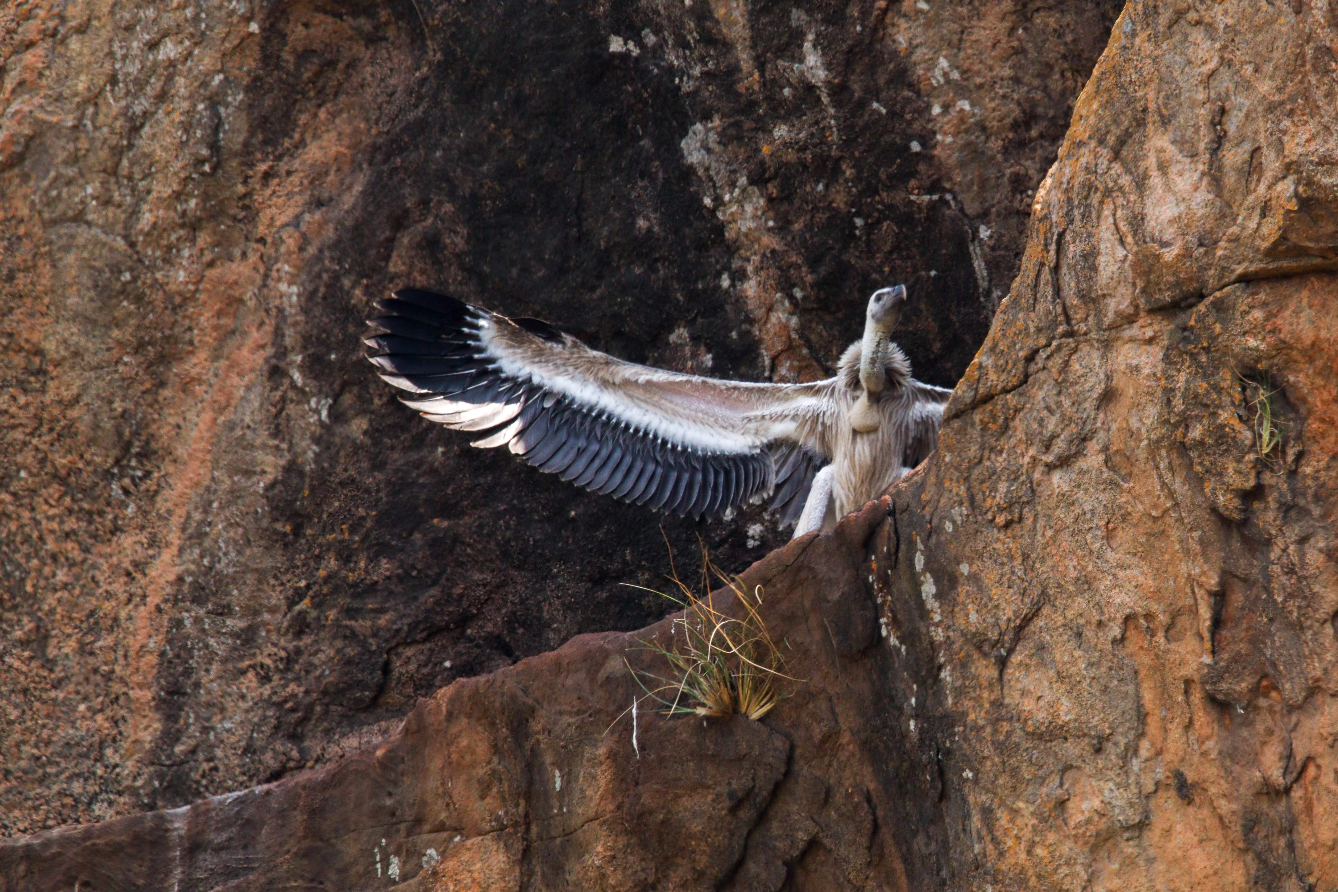Ramadevarabetta Vulture Sanctuary