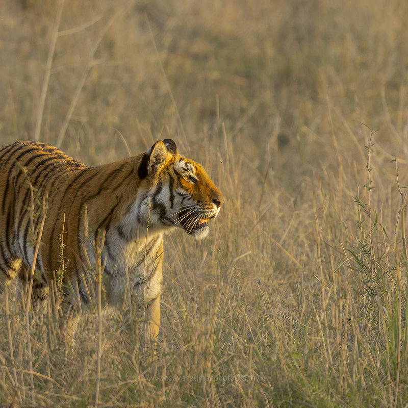 Jim Corbett National Park