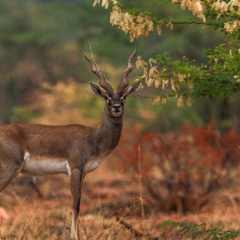 Jayamangali Blackbuck Reserve