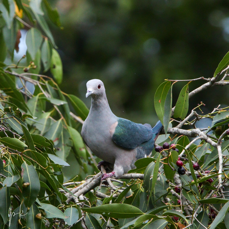 Cauvery Wildlife Sanctuary