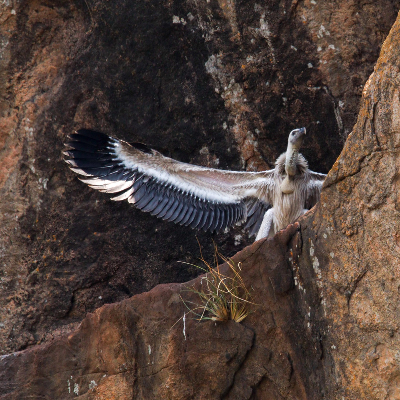 Ramadevarabetta Vulture Sanctuary